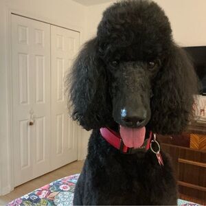 Meet your Posher, Deb